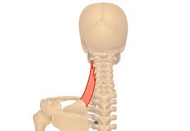 The other, lesser known shoulder muscles include four small muscles that make up the rotator cuff. Shoulder Muscles Muscles That Act On The Shoulder Anatomy Function