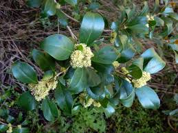 Image result for Olinia rochetiana