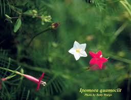 Image result for Ipomoea quamoclit