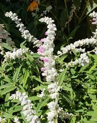 Image result for Sebaea microphylla