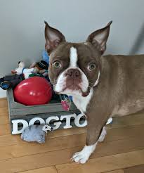 The ideas for your homemade dog toy box are extensive and they allow for creativity. Diy Pet Toy Storage Heather S Handmade Life