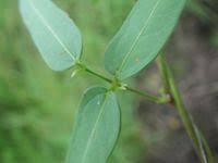Image result for Sphenostylis