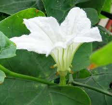 Image result for Coccinia