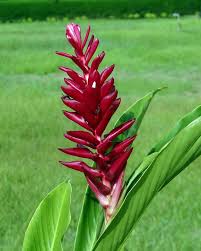 Bunga cempaka, salah satu jenis bunga yang sangat terkenal dan punya mitos di balik namanya. Bunga Jahe Merah Ilmubudidaya Com