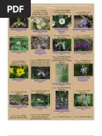 Image result for Rhynchosia torrei