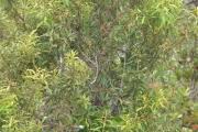 Image result for Agarista salicifolia