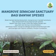 Mangrove, si benteng pertahanan alami ini memiliki beragam manfaat, tidak  hanya untuk lingkungan sekitarnya, juga bagi makhluk hidup yang bergantung  pada ekosistem ini. NOLIPEDIA kali ini, Eli bakal jelasin tentang beragam  manfaat