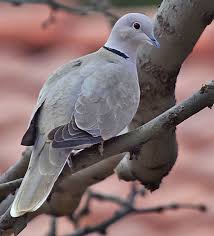 Small Brown Bird With White Ring Around Neck Birds Of Europe Pigeon Like Birds Pet Birds Beautiful Birds Backyard Birds