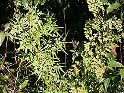 Image result for Lygodiaceae