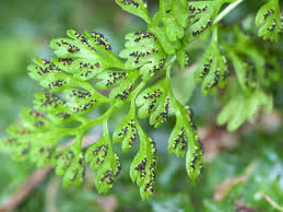 Image result for Anogramma leptophylla