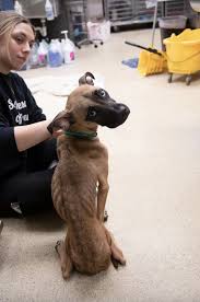 Last week in St. Louis, Missouri, a heartbreaking discovery was made  outside an abandoned school. A severely emaciated dog had been tied to a  fence, left alone and exposed, her frail body