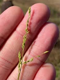 Image result for Entolasia