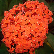 Image result for Ixora laurentii