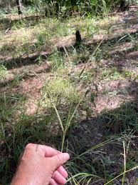 Image result for Eustachys