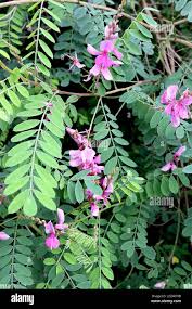Image result for Indigofera transvaalensis