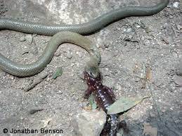 Regal Ring Necked Snake Diadophis Punctatus Regalis