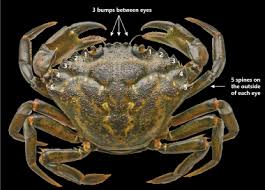 Image result for Euploca katangensis