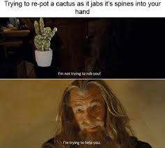 Get a handful of dirt or sand, then i have had significant cactus spines in my hands and lower legs. Still Trying To Pick Out All The Tiny Spines In My Hand From My Glochid Cacti Cactus