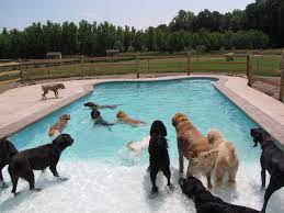 Pin By Cj Newman On Sweet Friends Dog Daycare Dog Pool Dog Playground