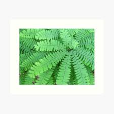 Image result for Adiantaceae