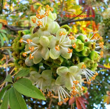 Image result for Ceiba pentandra