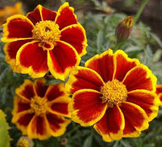 Image result for tagetes)