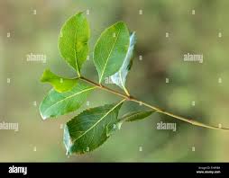 Image result for Catha edulis