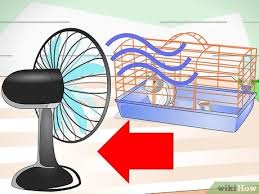 We did not find results for: Cara Menjaga Kelinci Agar Tetap Sejuk 11 Langkah Dengan Gambar