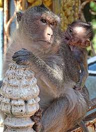 Tampermonkey is the most popular userscript manager, with over 10 million users. Cambodia Wikipedia