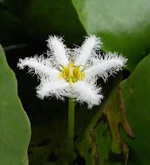 Image result for Nymphoides forbesiana