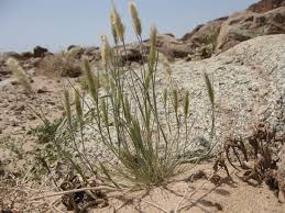 Image result for Enneapogon