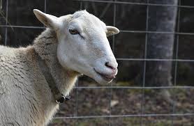 Sweet Ewe Loves Treats by Paul Oriente