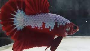 Check spelling or type a new query. Kecil Kecil Cabai Rawit 5 Ikan Cupang Populer Harga Jutaan