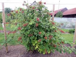 Japanische Weinbeere Als Kleiner Bis Mittelgrosser Strauch Bepflanzung Obststrauch Garten