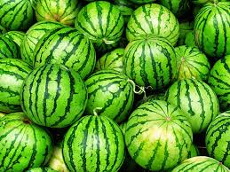 Picture contoh gambar mewarnai buah jambu biji gambar mewarnai ini dipetik dari website berikut : Tembikai 57 Gambar Ini Adalah Buah Atau Buah Kandungan Kalori Dan Faedah Diet Tembikai Di Mana Tumbuhan Terbesar Di Dunia Tumbuh