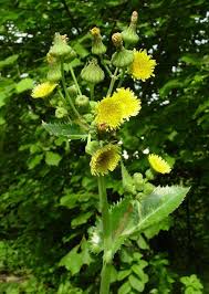 Image result for Dewildemania filifolia