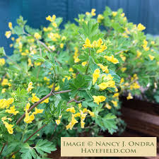 Image result for Corydalis