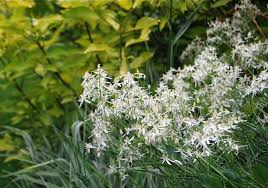 Growing 10 to 13 feet tall, the sumptuous display is well suited for climbing, containers, or as a ground cover. The Other Clematis Charming Non Vining Types A Way To Garden