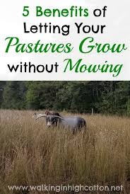 5 Benefits Of Letting Your Pastures Grow Without Mowing In 2020 Mowing Pasture Farm Life