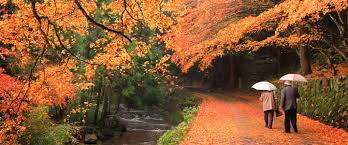 Autumn Leaves - Things To Do | Visit Hiroshima