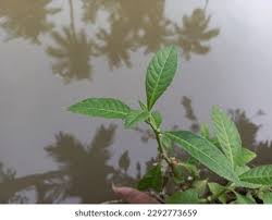 Image result for Struchium