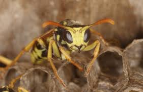 This wasp is rather scary looking, but it's reassuring to know that it is not aggressive, unless bothered. Controlling Wasps Bees And Hornets Around Your Home Unh Extension