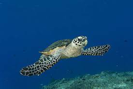 Surveys for this species are difficult because of the similarities with loggerhead crawls and hatchlings, and because the nesting season for the Hawksbill Turtle Wwf