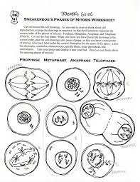 Cell division worksheets biology worksheet division worksheets cell division this coloring sheet includes the cell cycle alongside of an emphasis on mitosis. Phases Of Mitosis Cell Cycle Worksheet Printable Worksheets And Activities For Teachers Parents Tutors And Homeschool Families