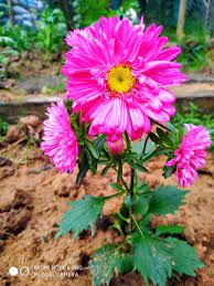 Shades Of Nature Beautiful Flowers Pictures Flower Pictures Beautiful Flowers