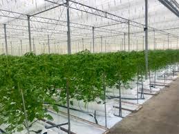 This can crowd nearby plants and divert resources from your apical buds, leading to a make sure you know how to be gentle enough to avoid damaging your plants, though. Hortidaily Global Greenhouse News