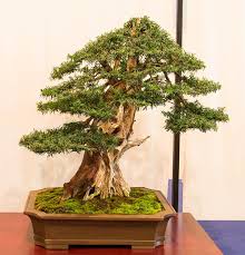 Bonsai Faszinationen 2014 In Mannheim 4 Bonsai Baum Bonsai Pflanzen