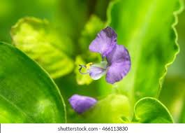 Image result for Commelina diffusa