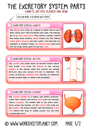 Includes 5 board game styles x 25 esl topics for kids. Excretory System For Kids Diagram Theory Vocabulary