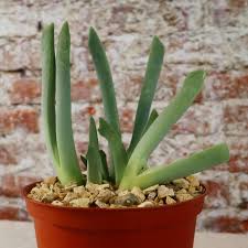 Image result for Craspedorhachis